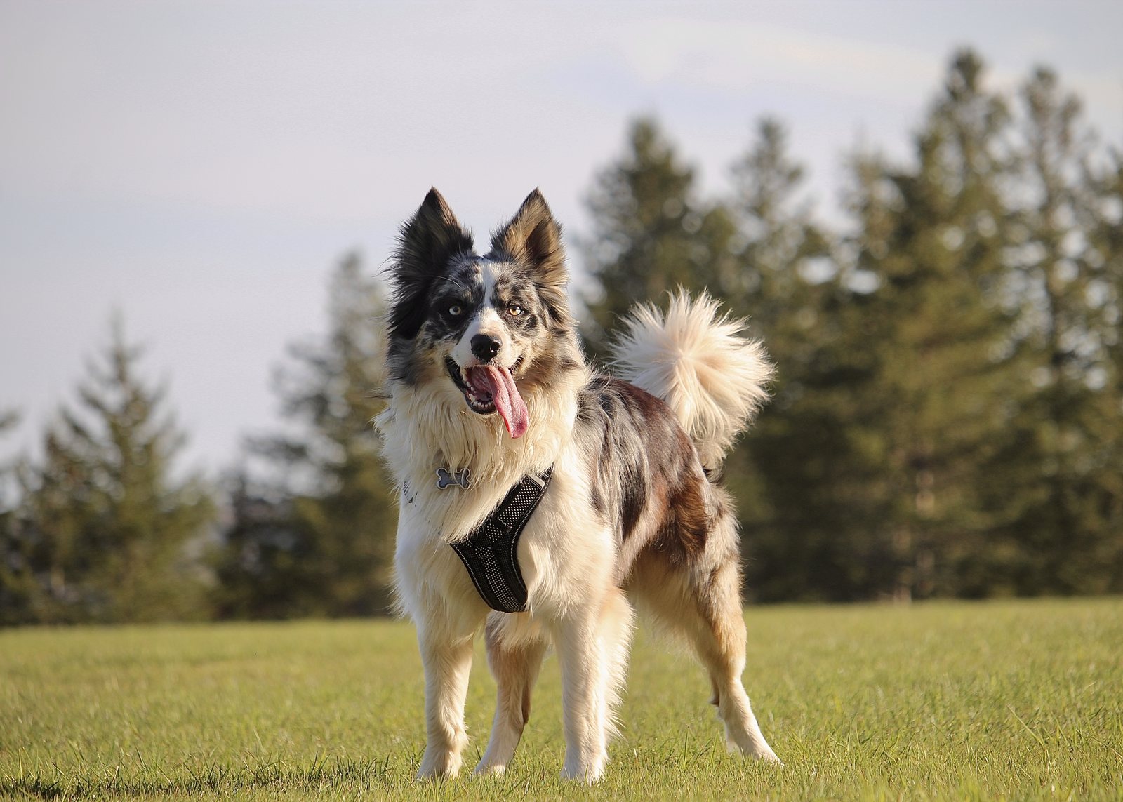 An active dog outdoors