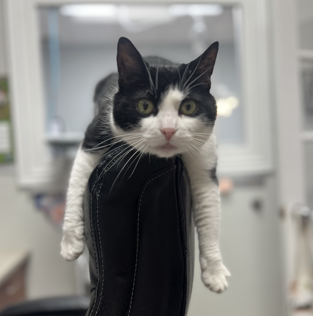 Pepper, our clinic cat