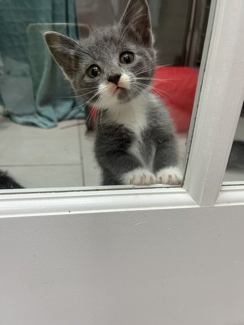 Puppy and Kitten Care